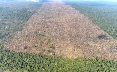 DESMATAMENTO AMAZÔNIA - Lábrea, Amazonas Foto: Victor Moriyama/Greenpeace