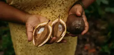 Coco Babaçu