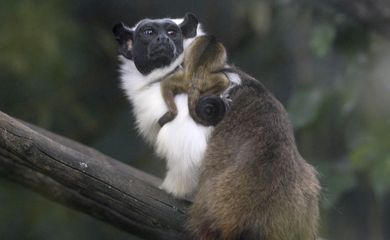 Nascem dois filhotes de sauim-de-coleira no zoo de Brasília