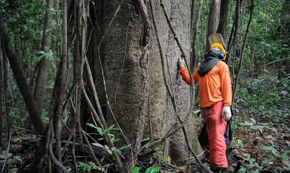 Na Reserva Mamirauá, pesquisadores e ribeirinhos buscam a sustentabilidade pelo manejo florestal  (Tomaz Silva/Agência Brasil)
