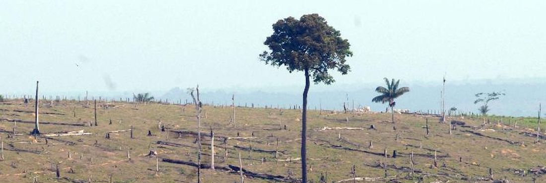 Agosto foi o mês em que a região perdeu mais cobertura vegetal este ano, sendo que número é 220% maior que a desvastação ocorrida no mesmo mês do ano passado