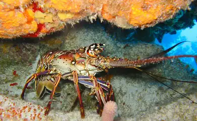 Pesca da lagosta. Foto: axistravel/Pixabay