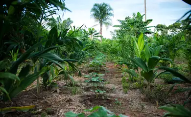 Juruena, MT, Brasil: Horta de legumes e verduras de Cláudio, que trabalha com o sistema agroflorestal, no assentamento Vale do Amanhecer, no município de Juruena. Os sistemas agroflorestais são consórcios de culturas agrícolas com espécies