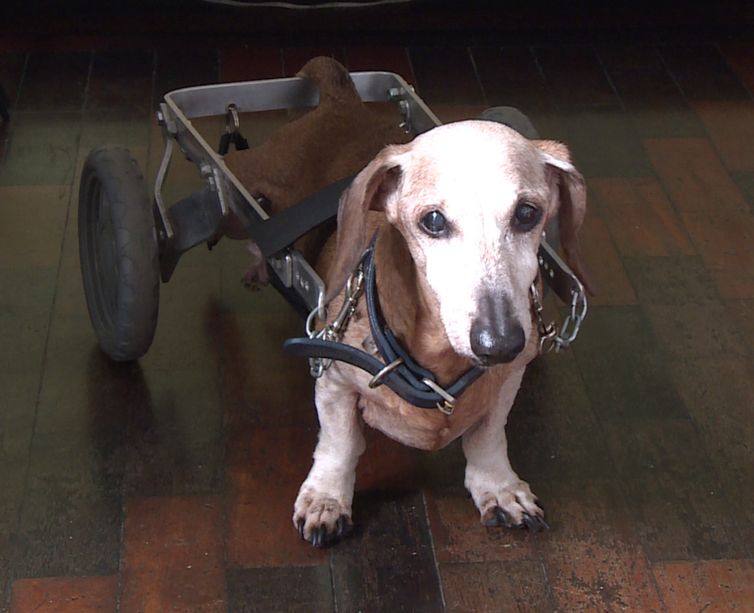 Programa Especial fala sobre pets com deficiência