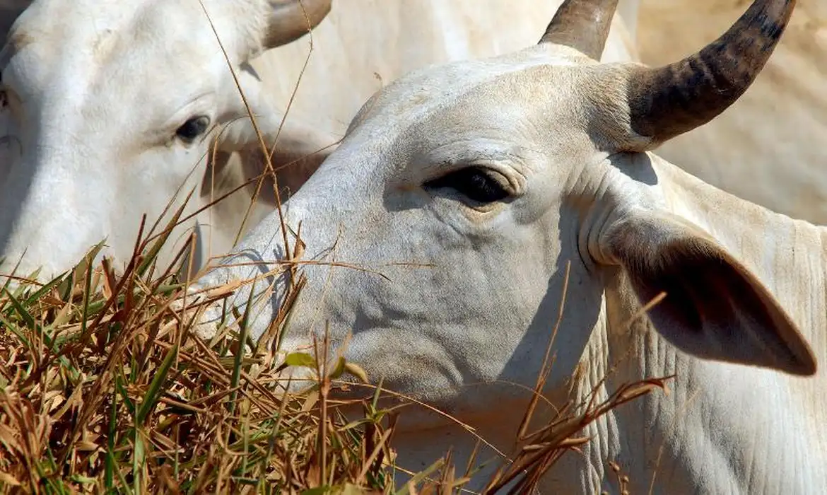 gado boi vaca rebanho