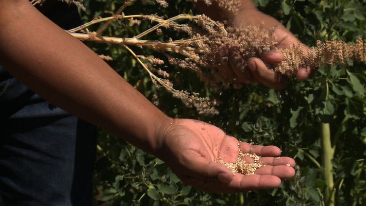 Agro Nacional mostra pesquisas sobre o plantio de quinoa em solo brasileiro