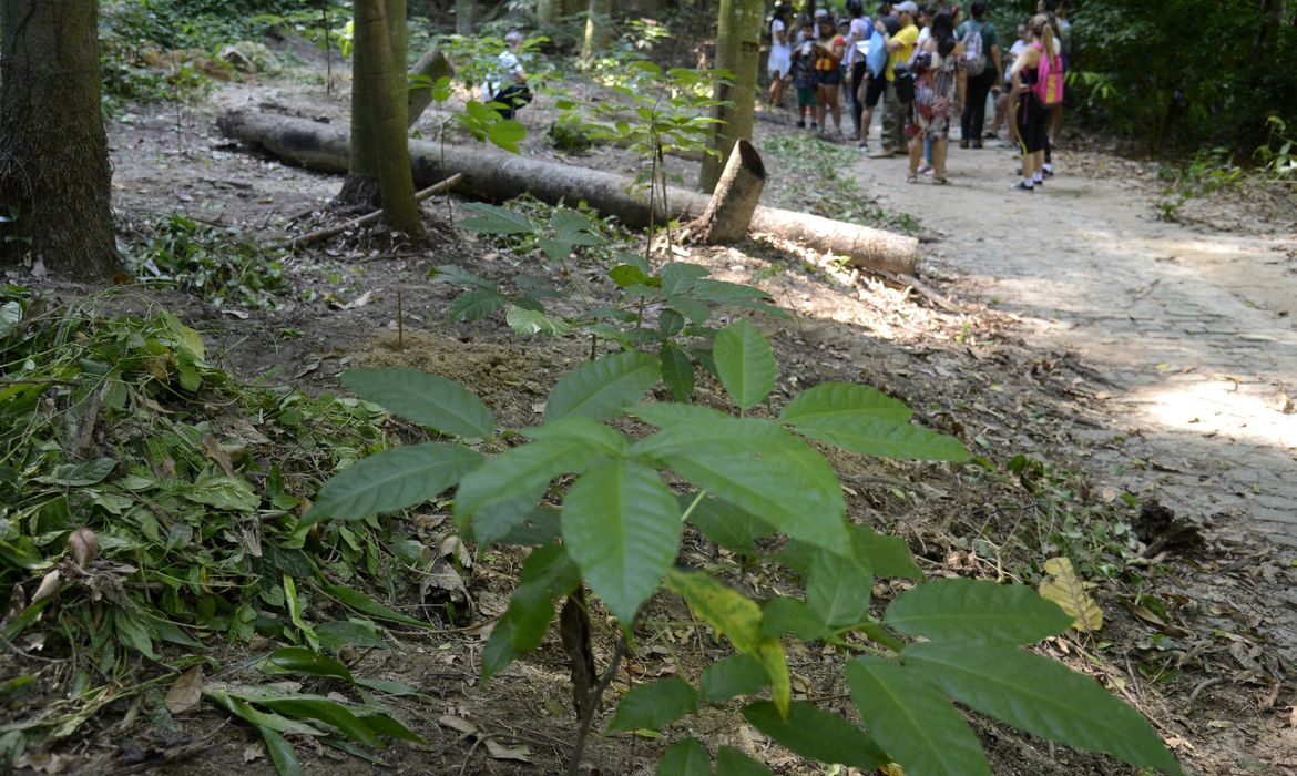 Atividades de um dia no parque, no Parque Nacional da Tijuca