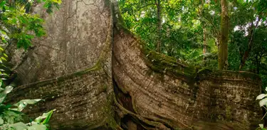 Samaúma, árvore amazônica