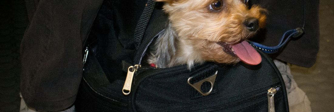 Cães e gatos poderão tirar passaporte