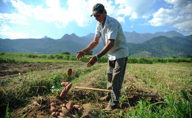 Rio de Janeiro - Colheita de batata-doce biofortificada, fornecida pela Embrapa para alguns produtores rurais de Magé-RJ alcança boa produtividade. Na foto, o agricultor Laerte Luiz da Rosa (Tomaz Silva/Agência Brasil)