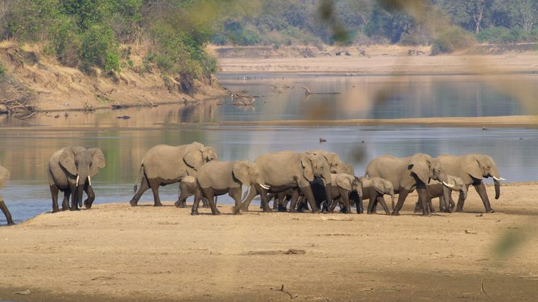 O Parque Nacional de Luangwa Sul é o lar de uma das maiores concentrações de hipopótamos e elefantes na África Austral