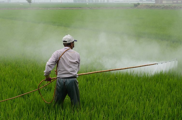 Aplicação de agrotóxicos em plantação de arroz