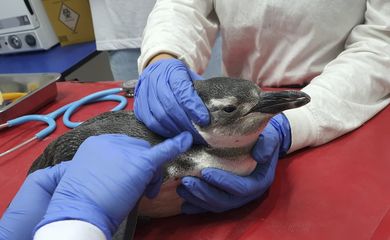 Pinguins resgatados na costa brasileira.