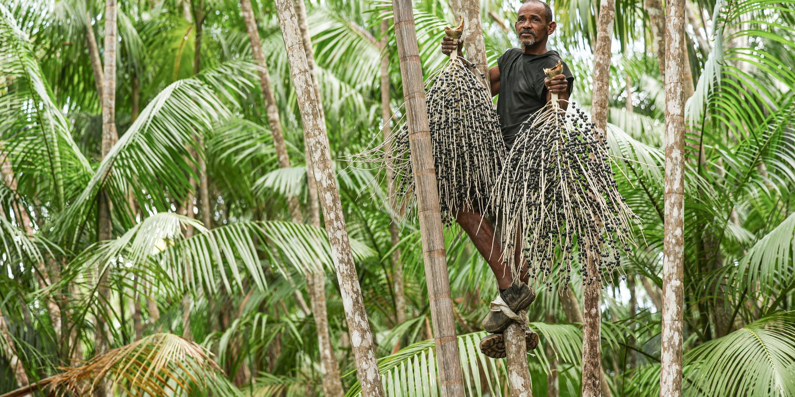 Livro sobre plantas frutíferas da Amazônia será relançado na UFRA