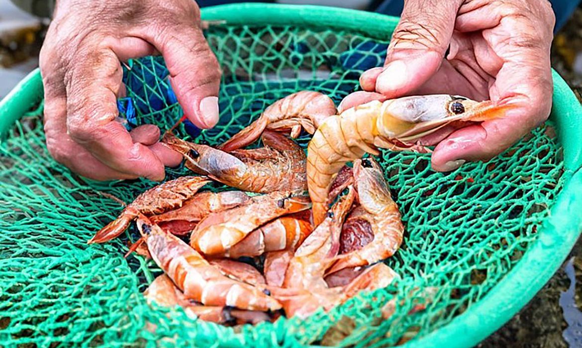 Período de defeso de cinco espécies de camarão começa neste domingo