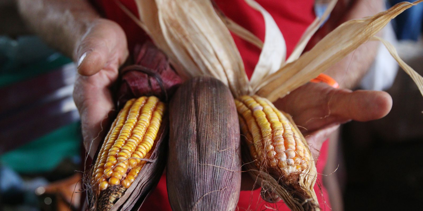 Produção sustentável de alimentos depende da reforma agrária, diz MST