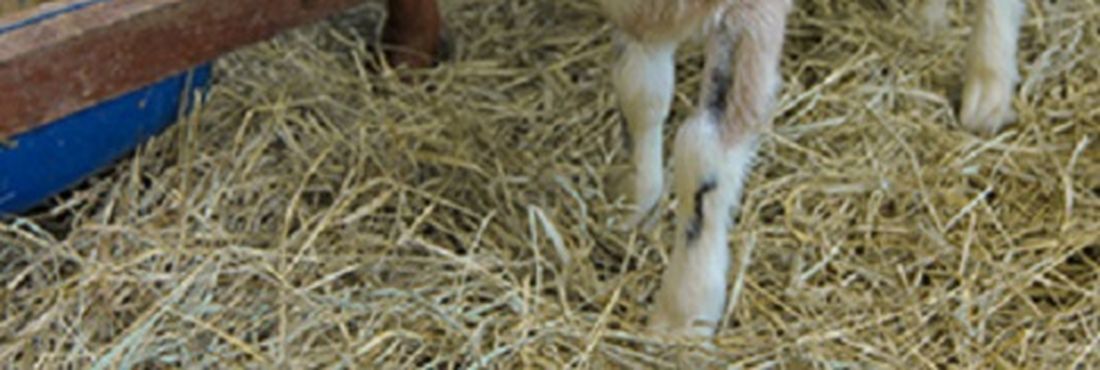 Pesquisadores do Laboratório de Biologia Molecular e do Desenvolvimento da Universidade de Fortalezado (Unifor), no Ceará criam primeira cabra clonada e transgênica da América Latina