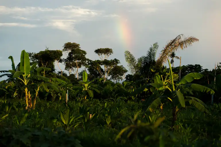 Juruena, MT, Brasil: Horta de legumes e verduras de Cláudio, que trabalha com o sistema agroflorestal, no assentamento Vale do Amanhecer, no município de Juruena. Os sistemas agroflorestais são consórcios de culturas agrícolas com espécies