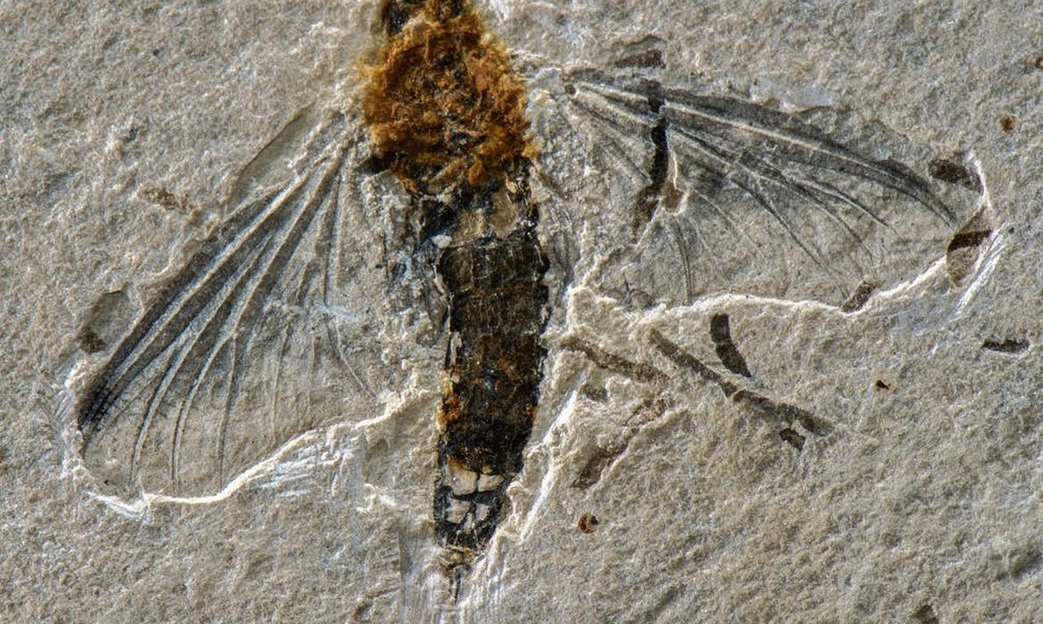 holótipo de Incogemina nubila, Fóssil raro de inseto voador é encontrado na Bacia do Araripe, no Ceará