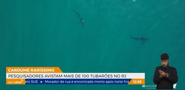  Pesquisadores avistam cardume com mais de 100 tubarões no RJ