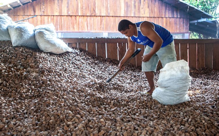 Marlon Sandro Araújo Rodrigues, liderança da comunidade Rio Novo, pega castanhas no paiol para serem processadas na mini usina da Comunidade do Rio Novo, um afluente do rio Iriri na Terra do Meio. 