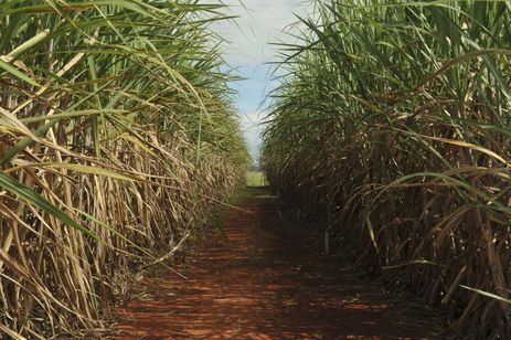 Plantação de cana-de-açúcar, usada para produzir açúcar e etanol