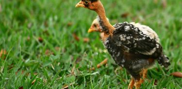 Criar galinhas exige algumas técnicas para uma produção de boa qualidade da carne e ovos  