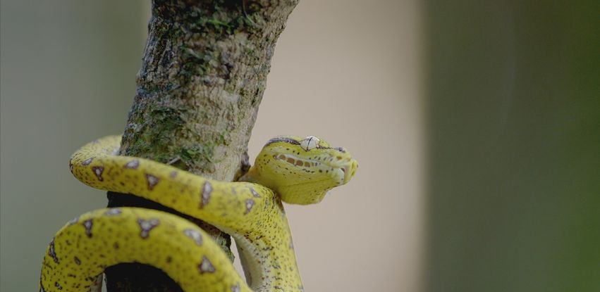 Segredos da Australia Selvagem - Cobras