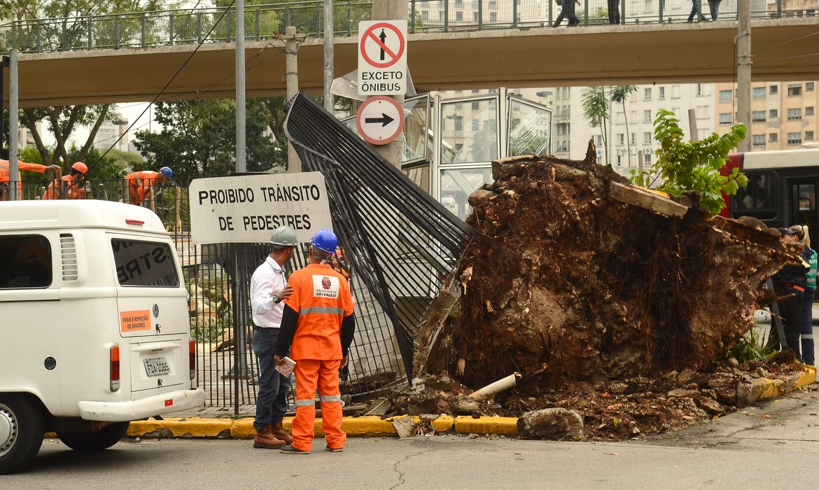 São Paulo - Árvores caídas no Terminal Bandeira - zona central. Bairros amanhecem sem energia após temporais (Rovena Rosa/Agência Brasil)