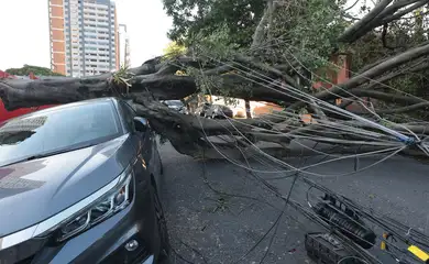 São Paulo (SP), 10/12/2025 -  Queda de árvores sobre carros na rua Paula Ney, na Vila Mariana. Foto: Paulo Pinto/Agência Brasil
