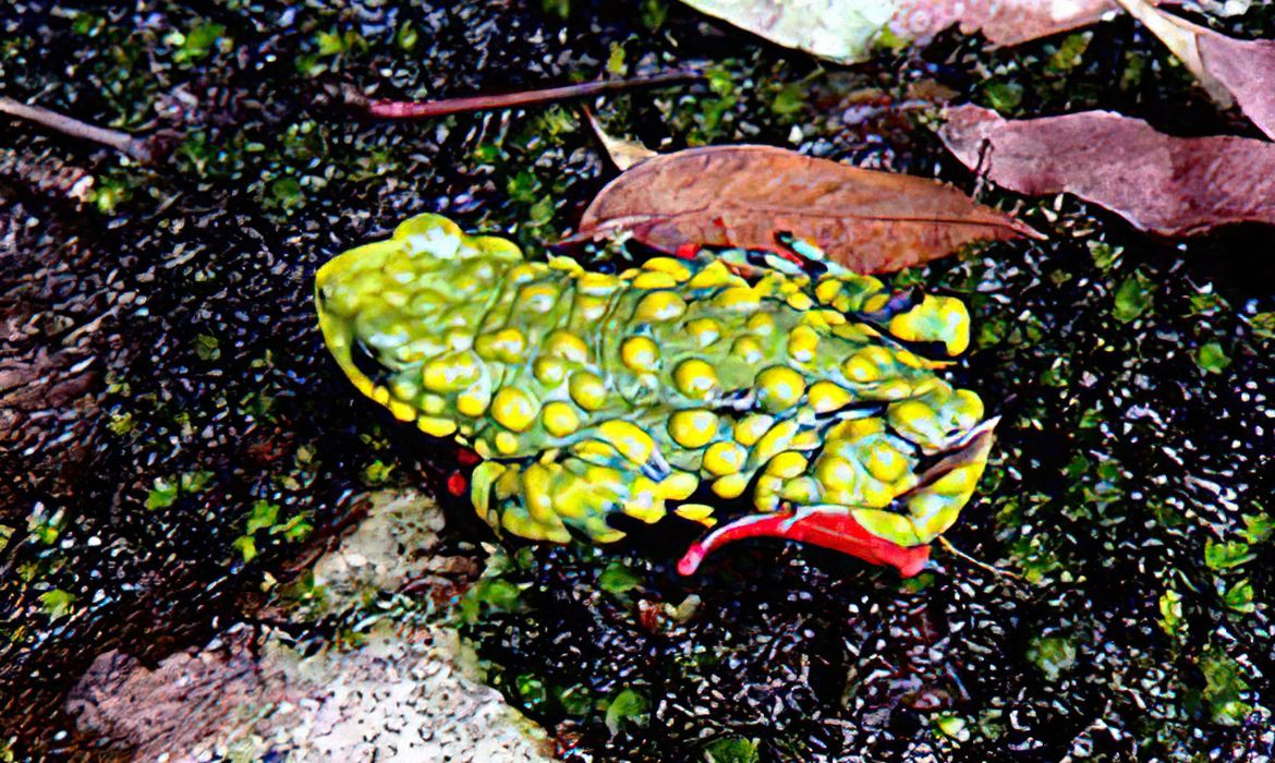 CUVAS NO RS -  Impacto das enchentes na fauna e flora do RS - Sapinho 'Admirabilis', encontrado na região serrana do RS, na beira dos rios, e ameaçado de extinção. Foto: Wikipedia