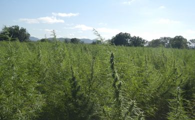 Pedra (PE) - Uma plantação com 36 mil pés de maconha foi destruída pela Polícia Federal (PF) em Pernambuco no município de Pedra (PE).