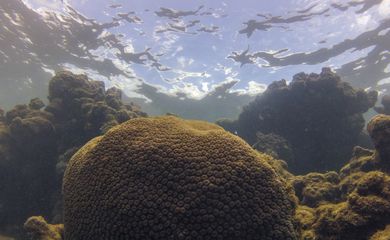 Tamandaré (PE), 25/10/2023 - Coral Montastraea cavernosa no recife Pirambu, na APA Costa dos Corais. Foto: Fernando Frazão/Agência Brasil