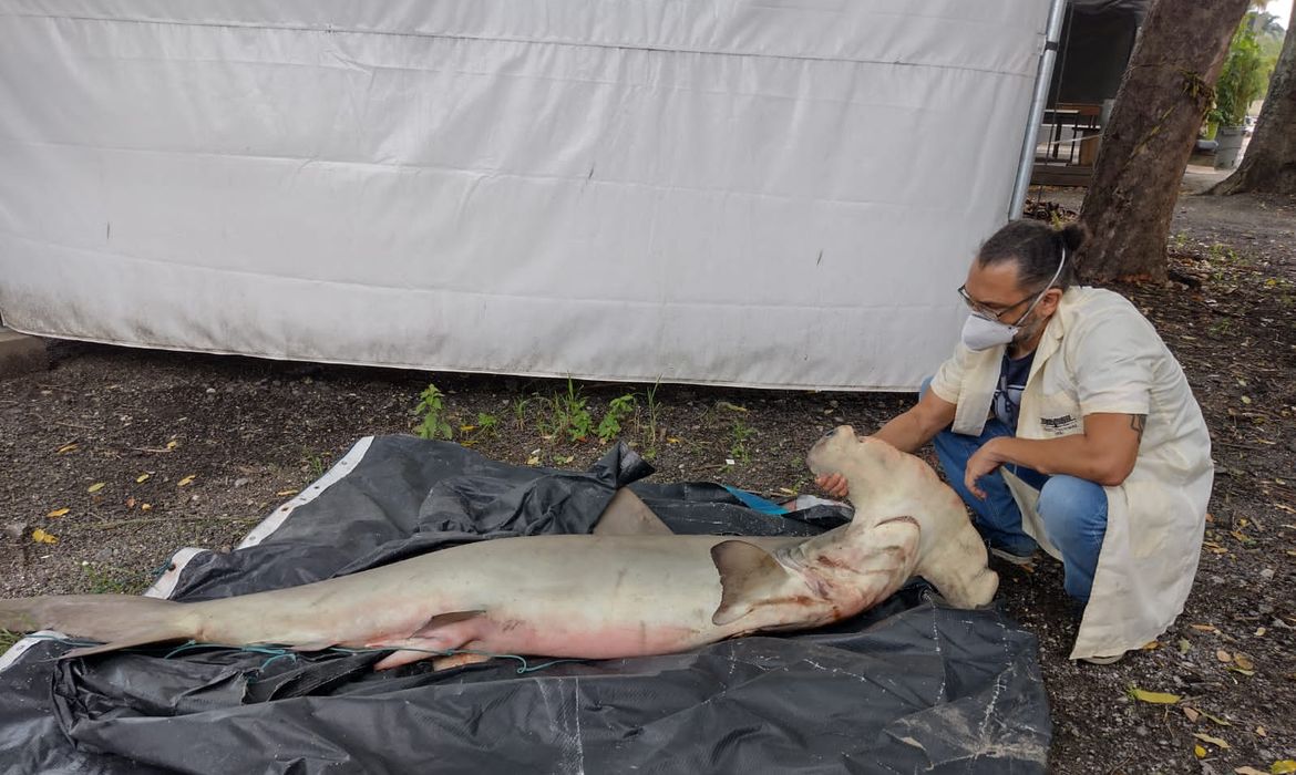 Museu Nacional recebe tubarão-martelo encontrado no Rio de Janeiro