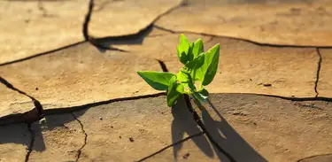 Planta brota na seca