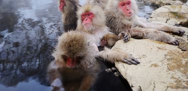 As Estações do Nosso Planeta: macacos japoneses nas águas termais