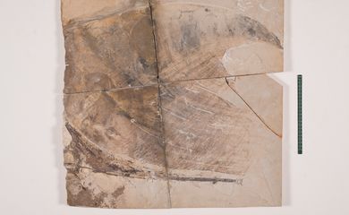 Museu de Ciências da Terra apresenta fóssil de pterossauro repatriado da Bélgica.