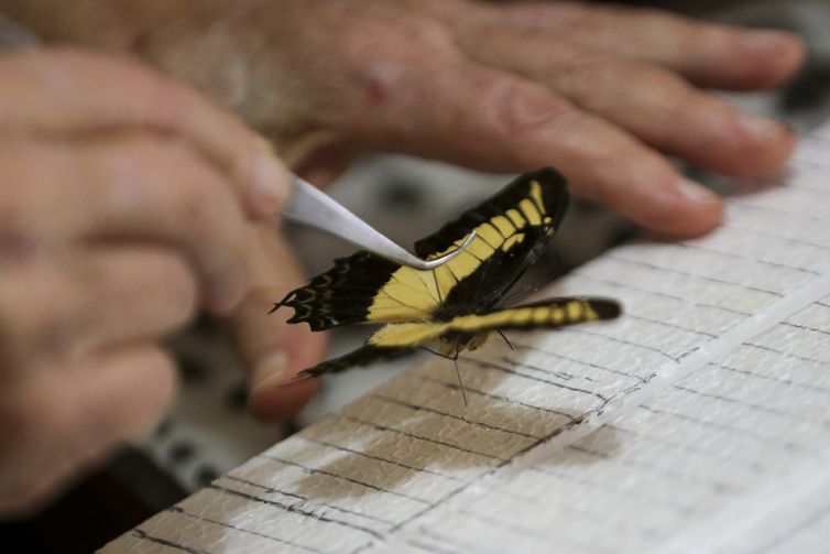O médico Luiz Cláudio Stawiarski doará uma coleção de mais de 2 mil espécimes de borboletas e outros insetos para o Museu Nacional do Rio de Janeiro.