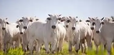 Da tradição à evolução tecnológia, neste dia 14 de outubro, é comemorado o Dia Nacional da agropecuária