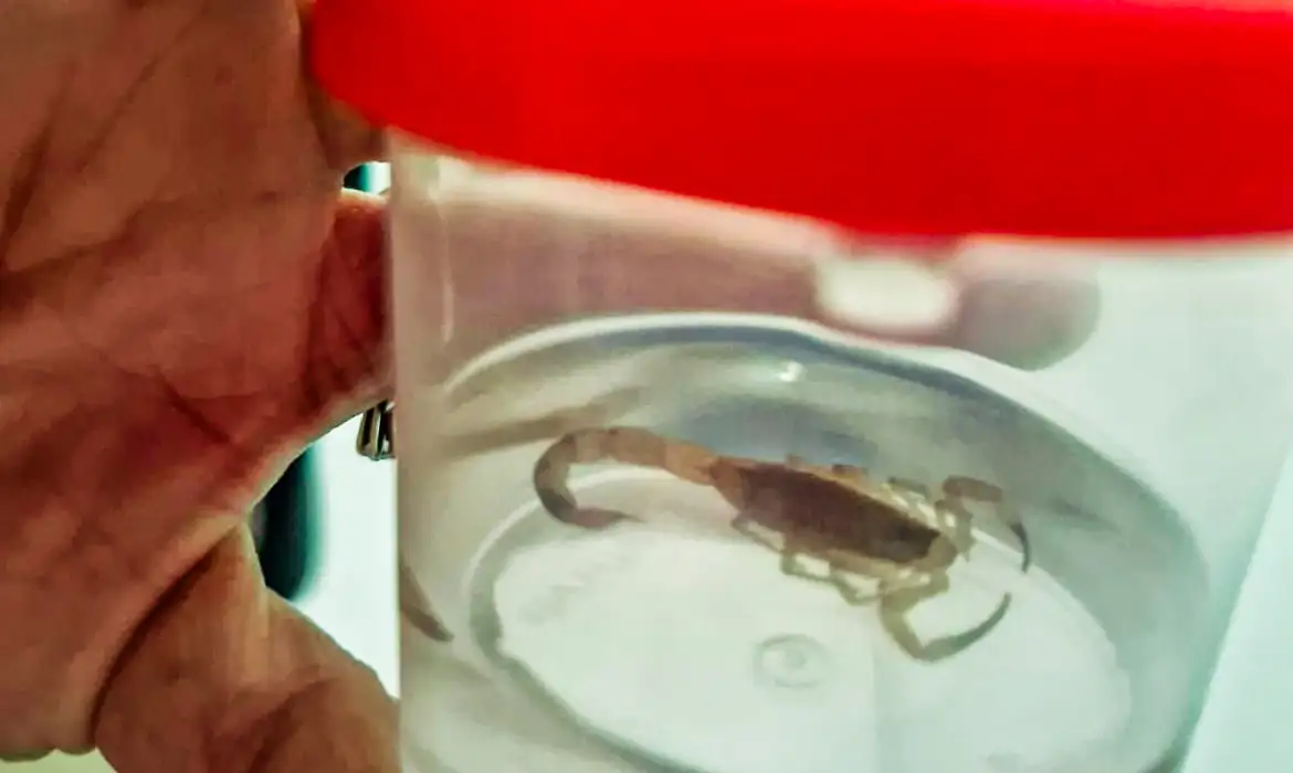 TO: acidentes com animais peonhentos deixam 5,8 mil feridos em 2024
