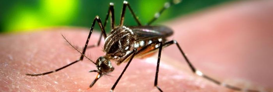 Aedes aegypti também é transmissor do Zika Vírus Aedes aegypti também é transmissor do Zika Vírus