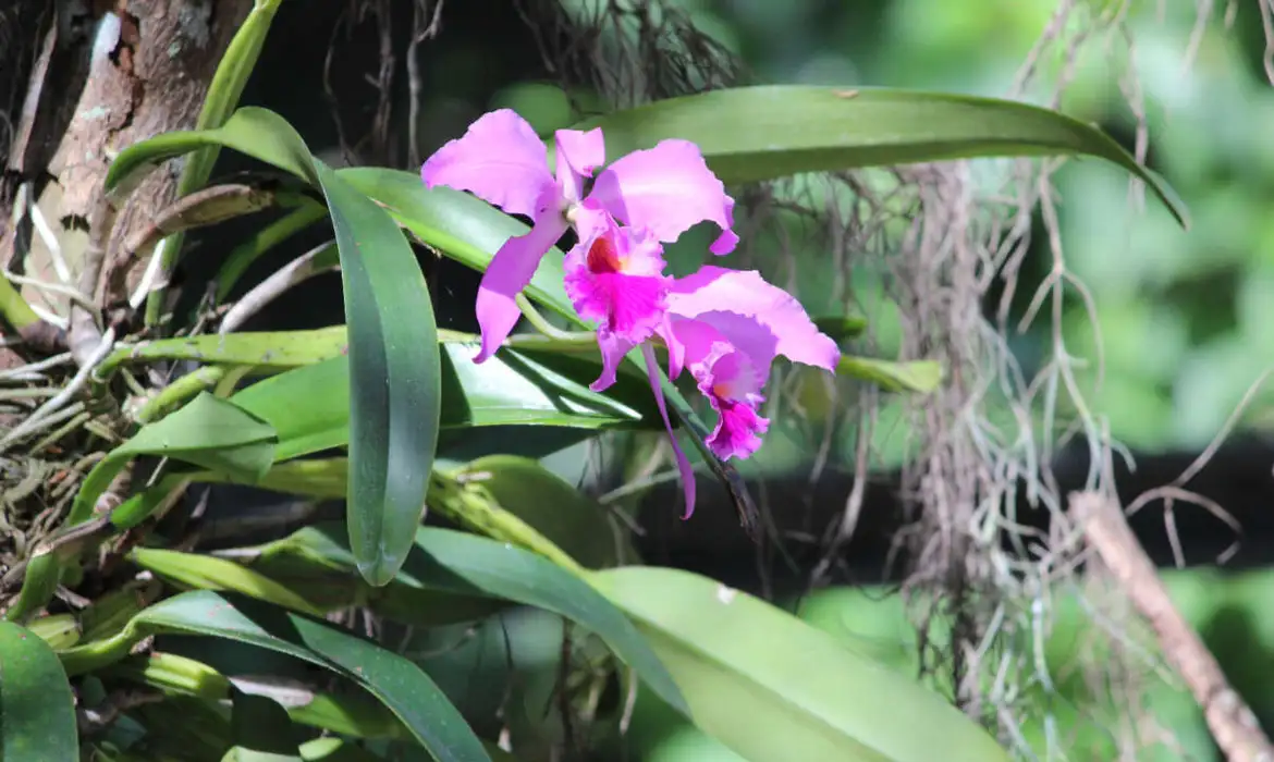 Fortaleza (CE), 16/05/2025 - Orquídea Cattleya labiata é instituída como Flor-Símbolo do Estado do Ceará. Foto: SEMA/Divulgação