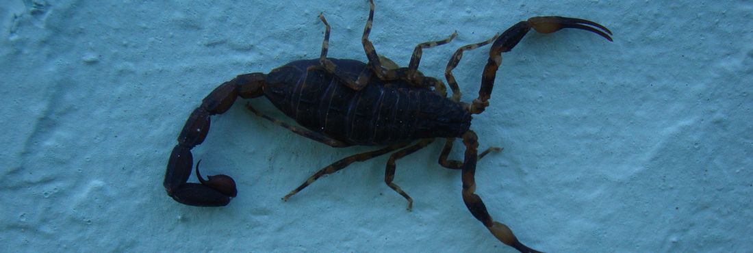 Uma das espécies de escorpião que é encontrada na região sul do Brasil