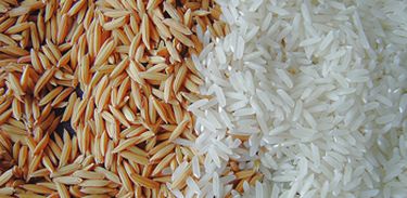 Instituto agrônomo de campinas lança novas cultivares de arroz