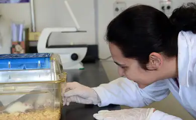 São Paulo - Pesquisadores Jean Pierre Schatzmann Peron e Patricia Baleeiro Beltrão Braga falam sobre pesquisa da USP referente ao Zika virus (Rovena Rosa/Agência Brasil)