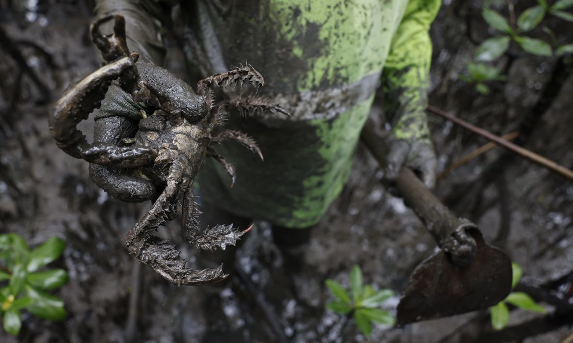 Paranaguá (PR), 18/05/2026 – O pescador Antônio Souza captura caranguejos-uçá (Ucides cordatus) no manguezal da Baía de Paranaguá, área monitorada pelo Programa de Recuperação da Biodiversidade Marinha (Rebimar). Foto: Fernando Frazão/Agência Brasil