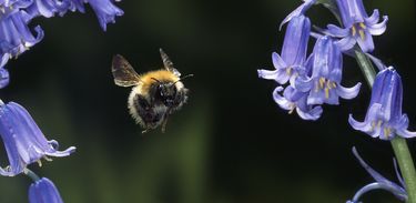 As Estações do Planeta: abelha visitando jacintos britânicos