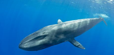 Futurando fala sobre o risco de extinção da baleia azul