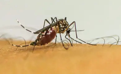 Rio de Janeiro (RJ) 13/04/2024 - Epidemia de dengue no Brasil é o tema do Caminhos da Reportagem deste domingo
Frame EBC
