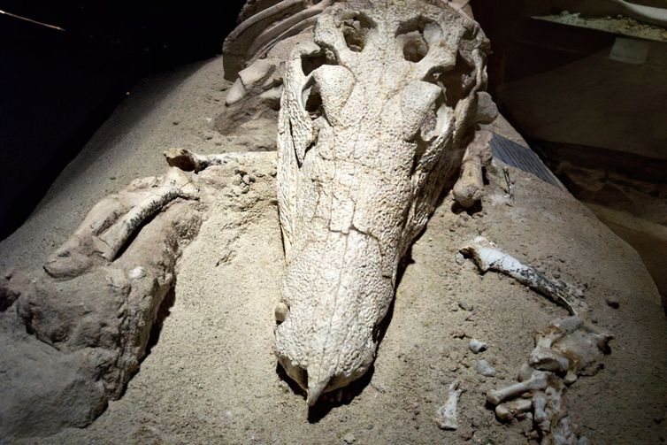 Geoparque de Uberaba, em Minas, obtém reconhecimento da Unesco. Crânio de Uberabasuchus. Foto: André Borges Lopes/Divulgação